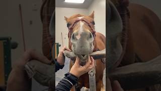 Horse Core.