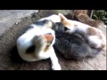 Funny Cat - baby breastfeeding cats