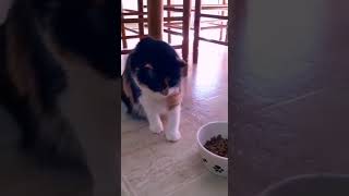 Panky Cat Intelligently Eats Food. Eats