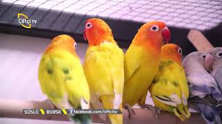 Papağan Türleri Yetiştiriciliği - Süslü / Çiftçi TV