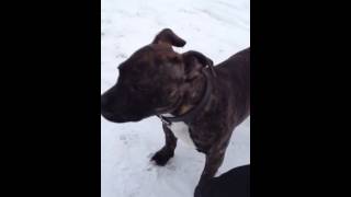 Playing In The Snow With My Staffie Jimmy