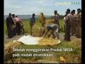 image Budidaya Tanaman Padi Menggunakan Pupuk Nasa Banyumas