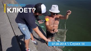 ролик что клюет ролик что клюет
