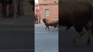 Cogida En Los Barrotes Tudela De Duero 2025