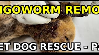 Street Dog Rescue Pus-Filled Abscess Drained & Mangoworms Removed Part 2