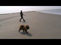 Chow chow Desna by the sea
