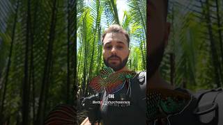 Betta Mahachaiensis - First Ever Underwater Footage In The Wild