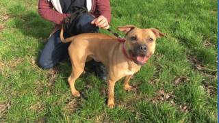 Adopt Winnie Dogs The Mayhew