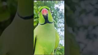 Mithu Katore Katore Mithu Talking Parrot Voice Cutesibu17