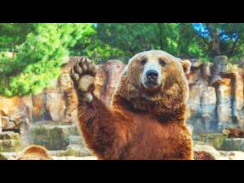 😂 Funniest Animals 🐶 - Cats and Dogs and Pets 😸 - Funny Domestic and wild Animals 🦊