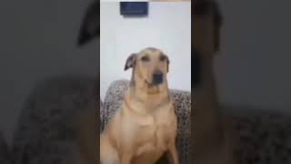 Kanepenin Köşesinde Köpek