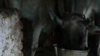 Milk A Cow.wmv