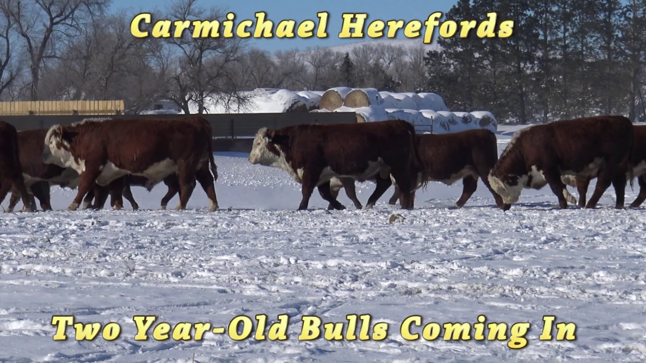 2017 Bull Sale