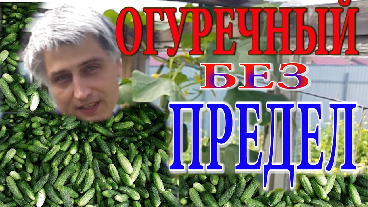 Большой урожай огурцов Большой урожай огурцов
