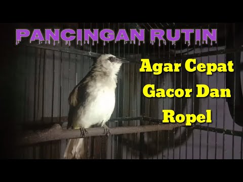 Masteran Dan Terapi Trucuk Stres Di Jamin Ampuh Bikin Gacor