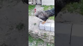 Horuzlarin Şahı Çilli Horuz