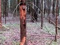 In Search Of Bigfoot Russia 2016 In Search Of Bigfoot Russia 2016