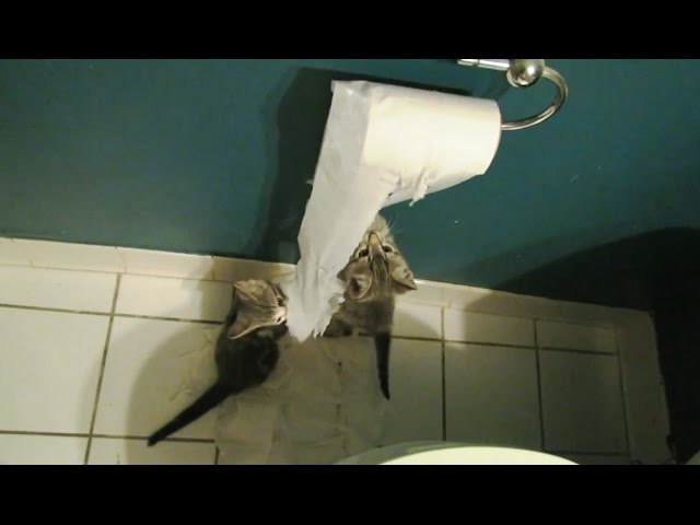 Cats Who Discover Toilet Paper Make For Great Videos - Video