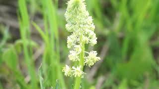 Rezeda Żółta - Reseda Lutea