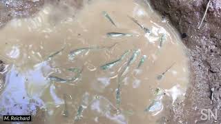 Rain puddles provide an impromptu spot for killifish breeding | Science News