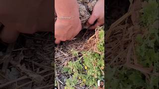 Underground Fishing Survival Fish Trap
