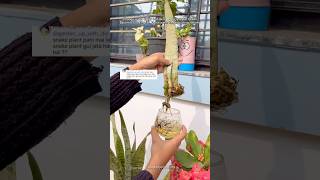 Thanks For 1.8Lviews Easiest Way To Propagate Your Snake Plant