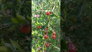 Barbados Cherry Acerola Cherry A Continuous Flow Of Fruit