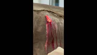 Too Gross To Look Away!! Unbelievable Abscess On A Horse. Wait For It... #shorts