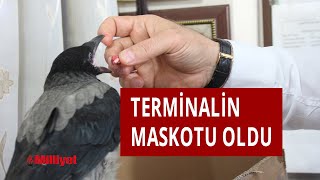 Bilet Satış Görevlisinin Bulup Beslediği Karga, Terminalin Maskotu Oldu