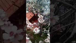 Ferdi Tayfur Ses Ikizi Benzeri