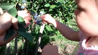 My little blueberry picker