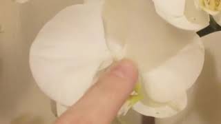 Christina Touches White Orchid