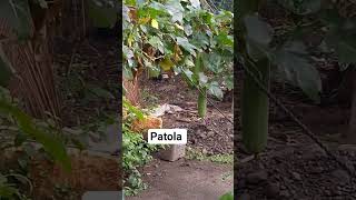 Patola