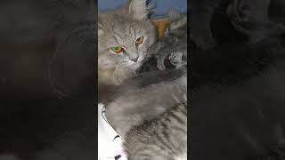 Kakak Joki Ngapain? Mau Ikut Nenen