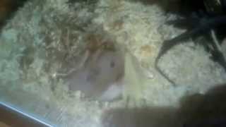 hoppis and cheese