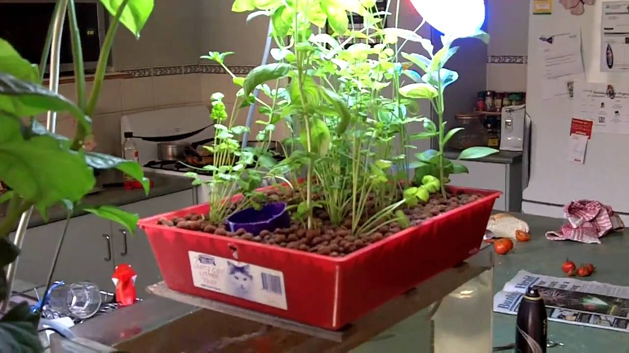 aquaponics kitchen herb garden - YouTube