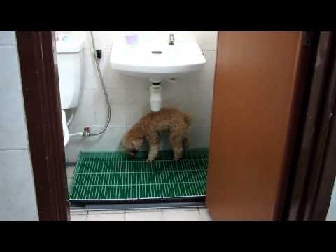 Toilet training for small dogs