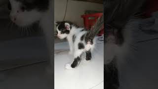 Bokong Semok S