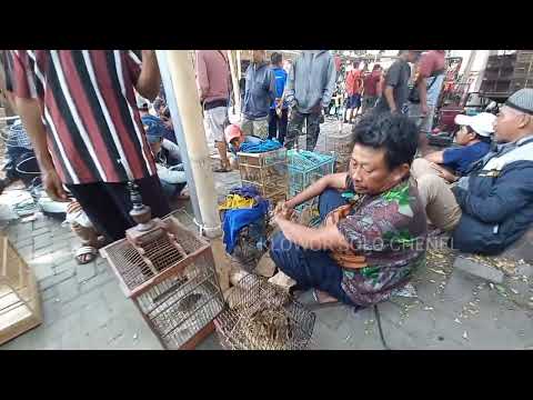 Burung Berkicau Murah Meriah di Pasar Burung Solo: Alternatif untuk Penggemar Kicau"