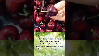 Türkiyədən Gətirilmiş Gilas Ağacları