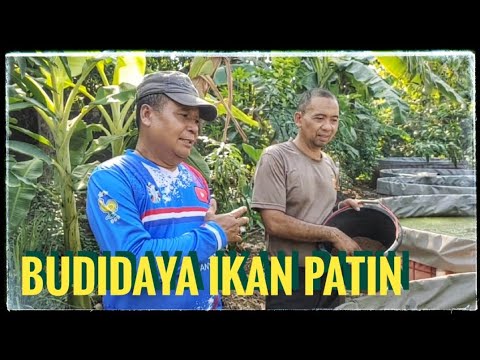 Budidaya ikan patin untuk bibit | kolam terpal