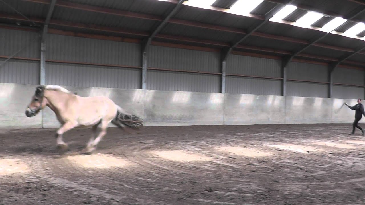 maagzweer bij paard
