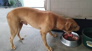 How To Raw Feed A Pit Bull Pt.2
