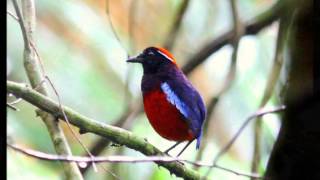 Watch Perla Batalla Bird On A Wire video