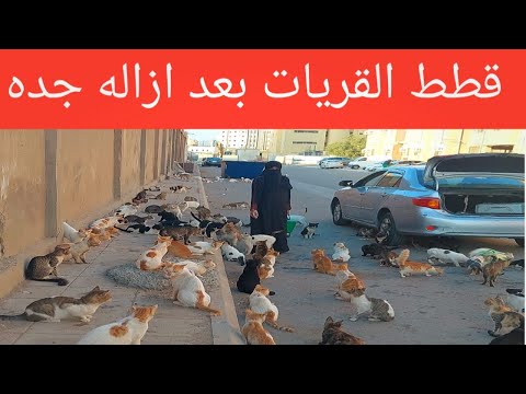 cat videos Pakistan|cat videos @catloverfatima.