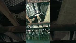 Castrated Chickendao Kasi