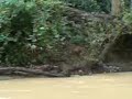 image Memburu Babi Hutan Di Keratong