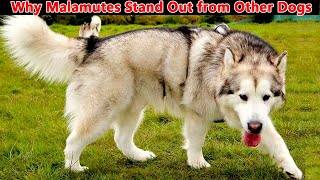 6 Ways Alaskan Malamutes Dogs Are Different From Other Dogs Malamute Myths Debunked