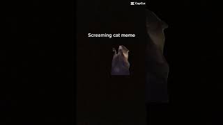 Screaming Cat Meme