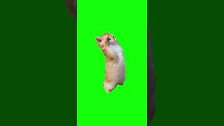 Kitten Salute Green Screen